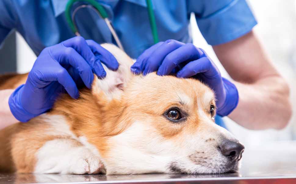 L'otite chez le chien : Symptômes, causes et traitement