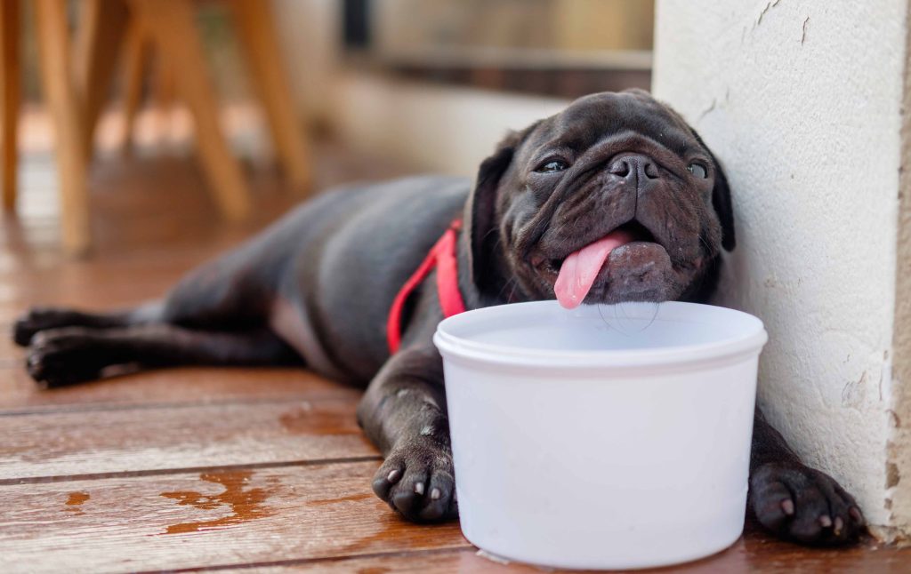 Prévention des coups de chaleur chez les chiens pendant les vacances d'été